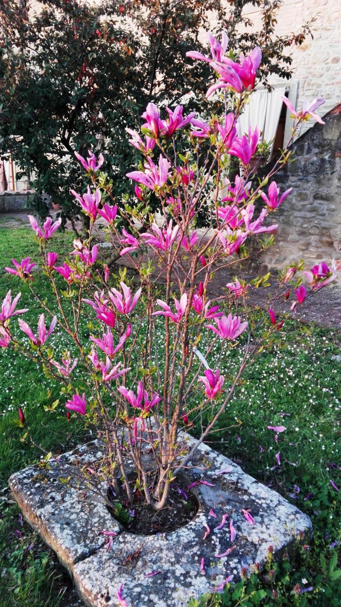 Apartament Il Gelso Cortona Zewnętrze zdjęcie